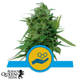 Solomatic CBD Auto Feminized Seeds (Royal Queen Seeds) 