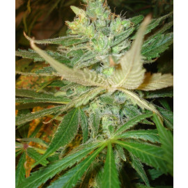 Strawberry Cough FEMINIZED Seeds (BC Bud Depot) 