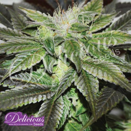 Sugar Candy FEMINIZED Seeds (Delicious Seeds) 