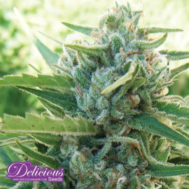 Sugar Black Rose Early Version FEMINIZED Seeds (Delicious Seeds)
