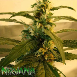 Super Skunk REGULAR Seeds (Nirvana Seeds)
