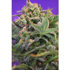 Sweet Cheese FAST Version Feminized Seeds (Sweet Seeds)