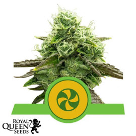 Sweet ZZ Automatic Feminized Seeds (Royal Queen Seeds)