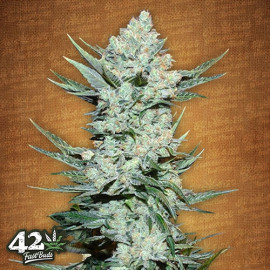 Tangie Auto Feminized Seeds (FastBuds) - CLEARANCE