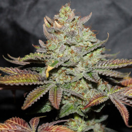Girl Scout Cookies Feminized Seeds (Cali Connection)