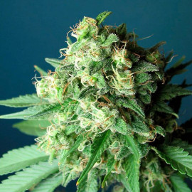 Green Crack Feminized Seeds (Cali Connection)