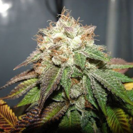 Pre98 Bubba BX2 Feminized Seeds (Cali Connection)