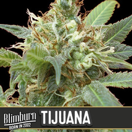 Tijuana Feminized Seeds (BlimBurn Seeds)
