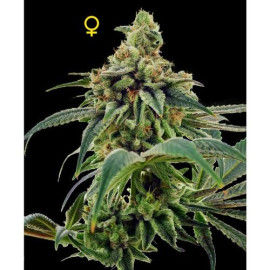 Training Day Feminized Seeds - Limited Collection (DNA Genetics)
