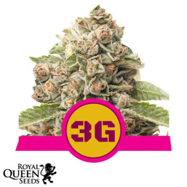 Triple G Feminized Seeds (Royal Queen Seeds)
