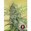 Happiness Feminized Seeds (Serious Seeds)
