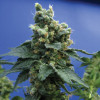 Sage n Sour Feminized Seeds (TH Seeds)