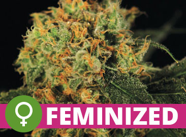 Buy Wholesale Feminized Cannabis Seeds