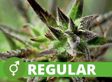 Buy Wholesale Regular Cannabis Seeds